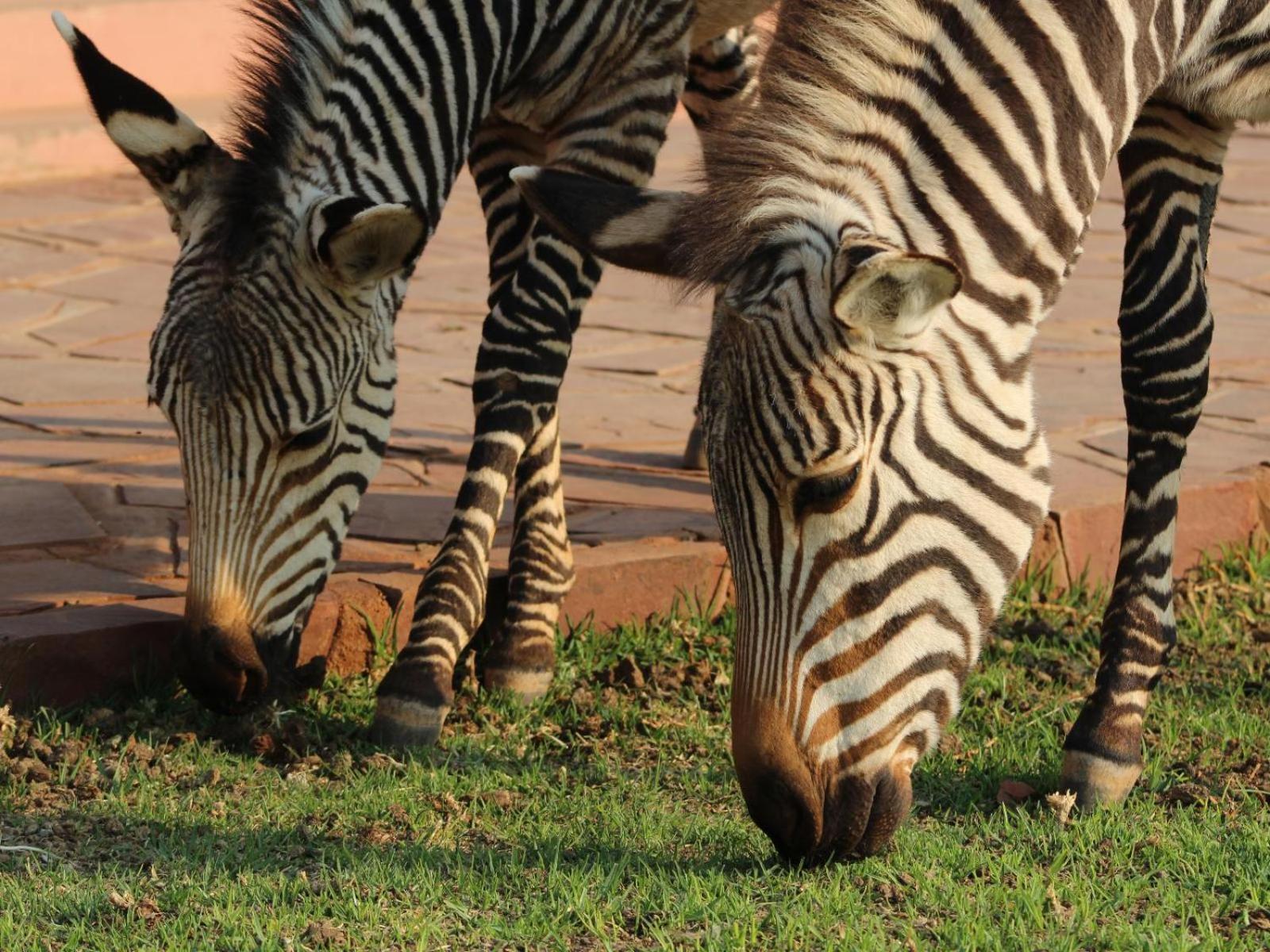 We Kebi Safari Lodge سيسريم المظهر الخارجي الصورة